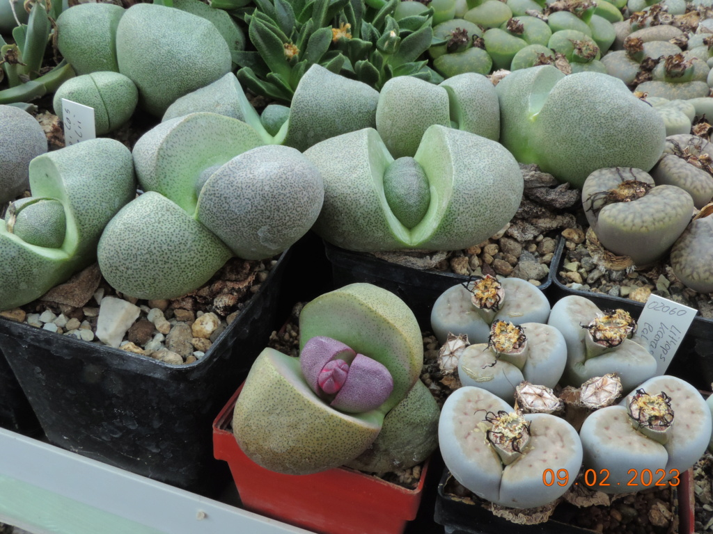 Cacti and Sukkulent in Köln, every day new flowers in the greenhouse Part 284 Bil10285