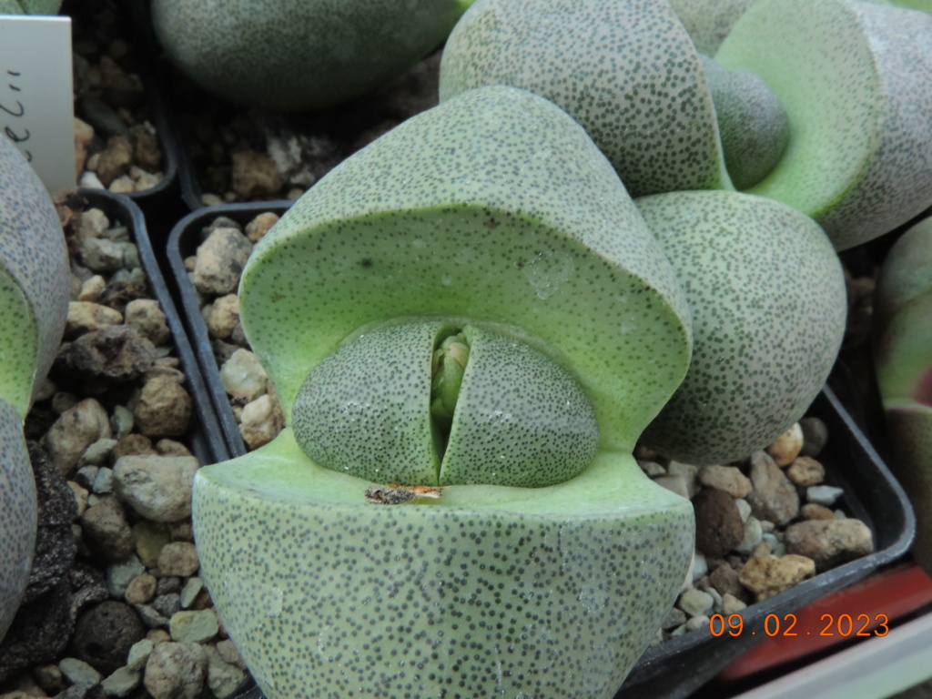 Cacti and Sukkulent in Köln, every day new flowers in the greenhouse Part 284 Bil10286