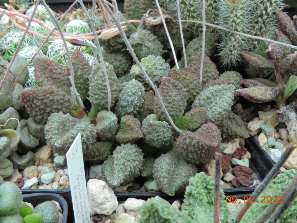 Cacti and Sukkulent in Köln, every day new flowers in the greenhouse Part 284 Bil10290