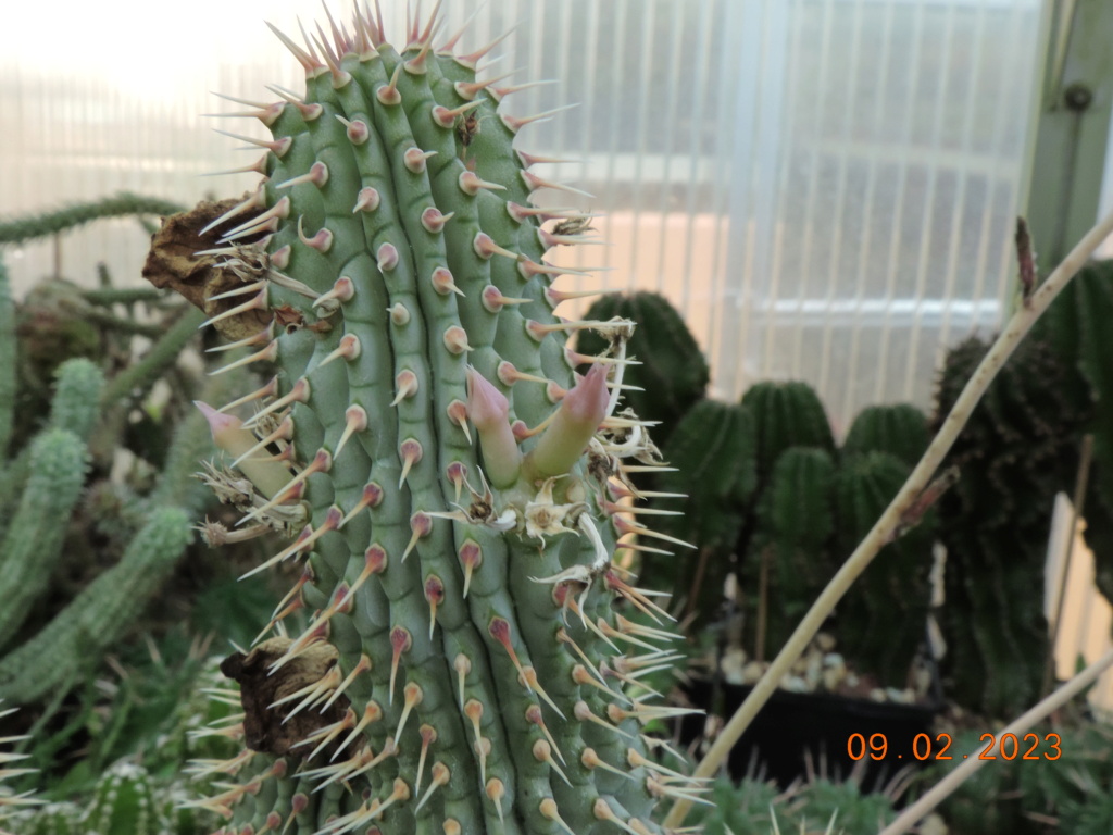 Cacti and Sukkulent in Köln, every day new flowers in the greenhouse Part 284 Bil10300