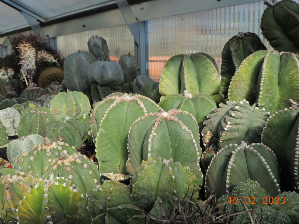Cacti and Sukkulent in Köln, every day new flowers in the greenhouse Part 285 Bil10306