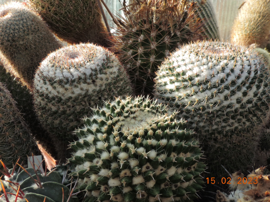 Cacti and Sukkulent in Köln, every day new flowers in the greenhouse Part 285 Bil10316