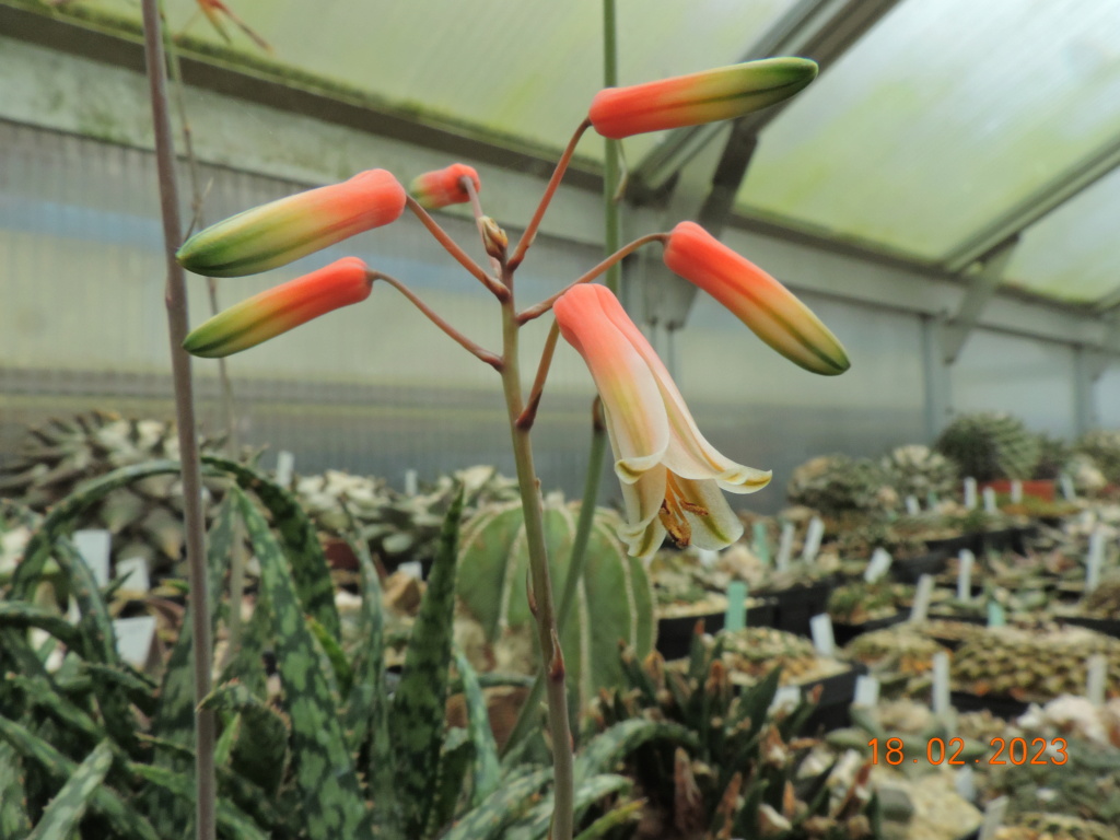 Cacti and Sukkulent in Köln, every day new flowers in the greenhouse Part 285 Bil10335