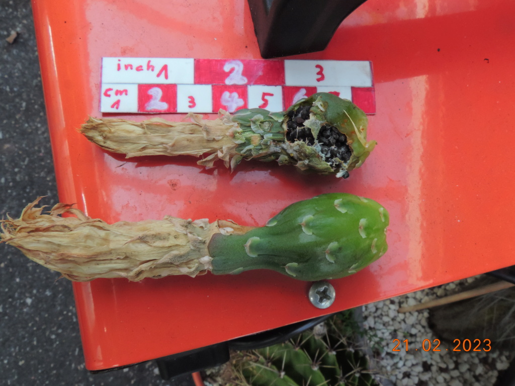 Cacti and Sukkulent in Köln, every day new flowers in the greenhouse Part 285 Bil10339