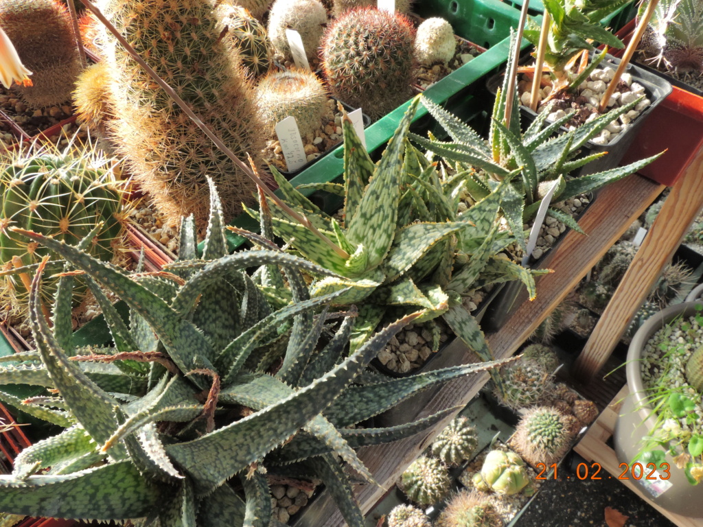 Cacti and Sukkulent in Köln, every day new flowers in the greenhouse Part 285 Bil10342
