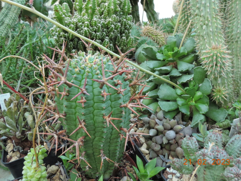 Cacti and Sukkulent in Köln, every day new flowers in the greenhouse Part 285 Bil10352