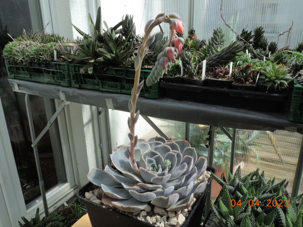 Cacti and Sukkulent in Köln, every day new flowers in the greenhouse Part 286 Bil10359