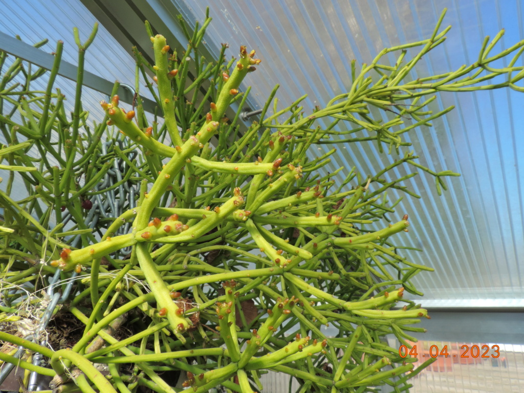 Cacti and Sukkulent in Köln, every day new flowers in the greenhouse Part 286 Bil10364