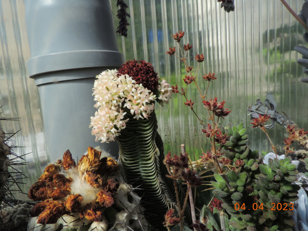 Cacti and Sukkulent in Köln, every day new flowers in the greenhouse Part 286 Bil10365