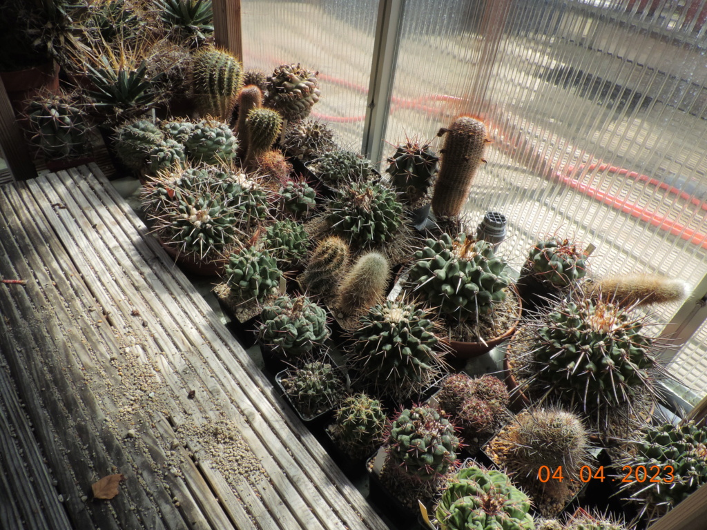 Cacti and Sukkulent in Köln, every day new flowers in the greenhouse Part 286 Bil10369