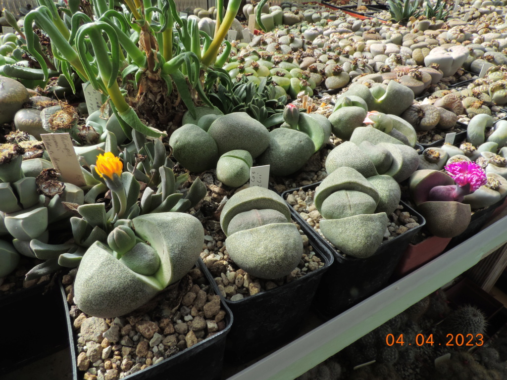 Cacti and Sukkulent in Köln, every day new flowers in the greenhouse Part 286 Bil10376