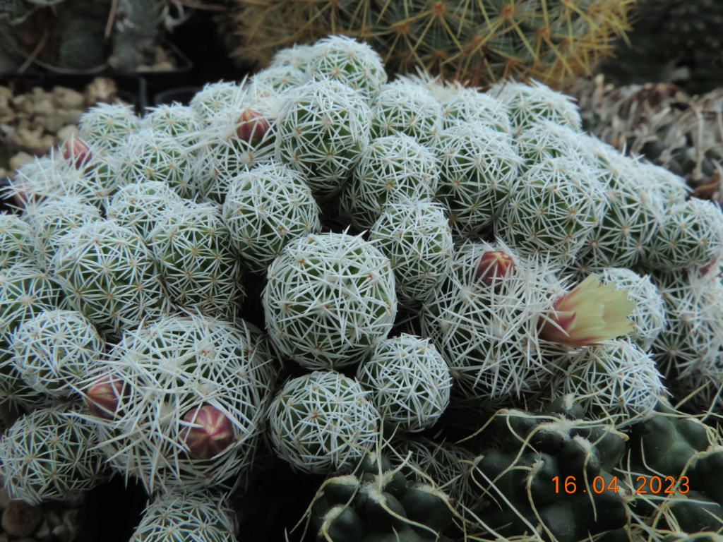 Cacti and Sukkulent in Köln, every day new flowers in the greenhouse Part 286 Bil10385