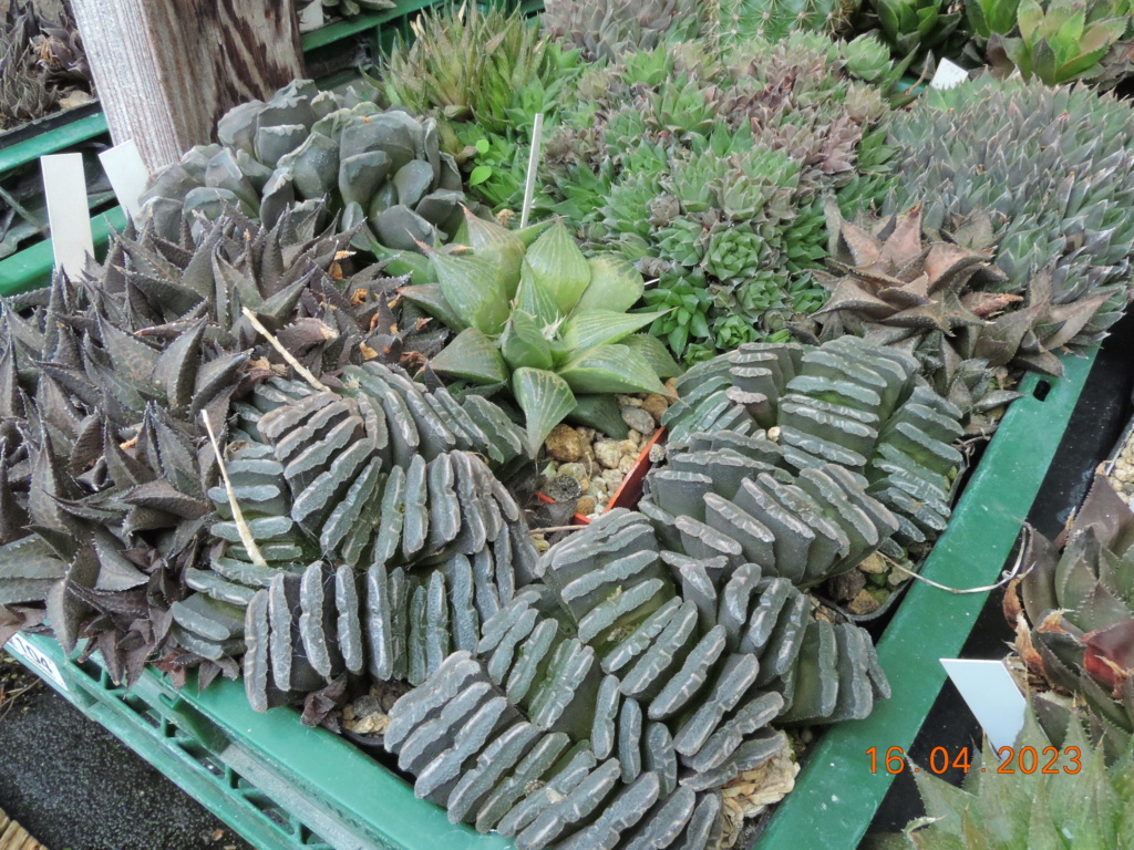 Cacti and Sukkulent in Köln, every day new flowers in the greenhouse Part 286 Bil10397