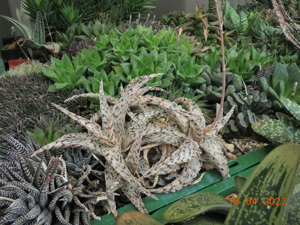 Cacti and Sukkulent in Köln, every day new flowers in the greenhouse Part 286 Bil10398