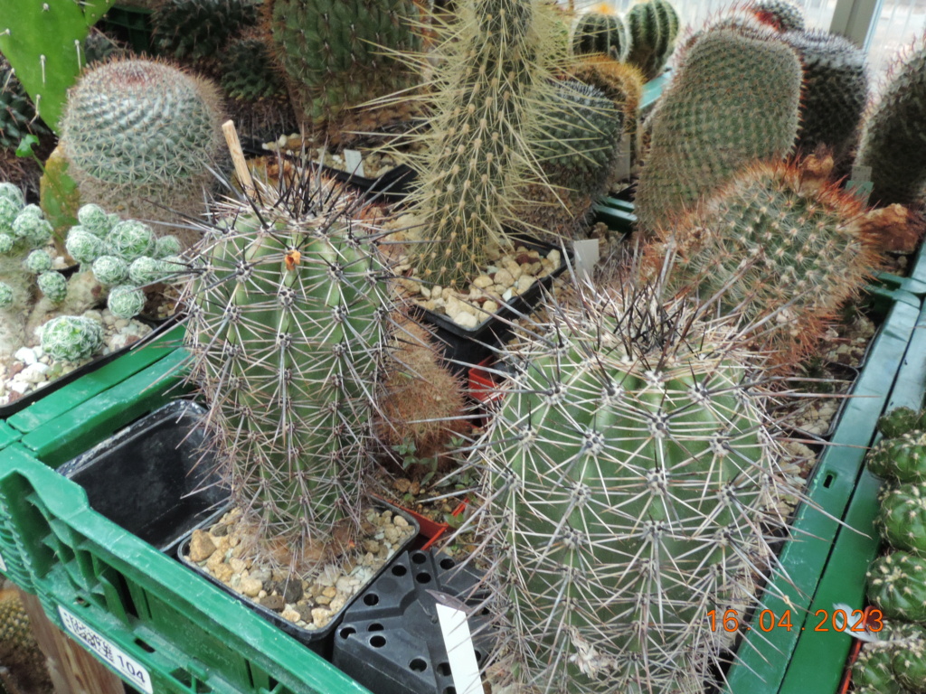 Cacti and Sukkulent in Köln, every day new flowers in the greenhouse Part 286 Bil10401