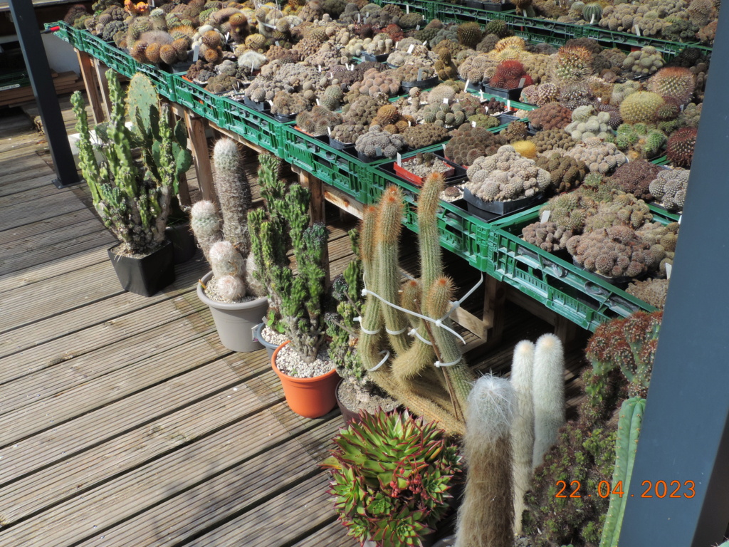 Cacti and Sukkulent in Köln, every day new flowers in the greenhouse Part 286 Bil10405