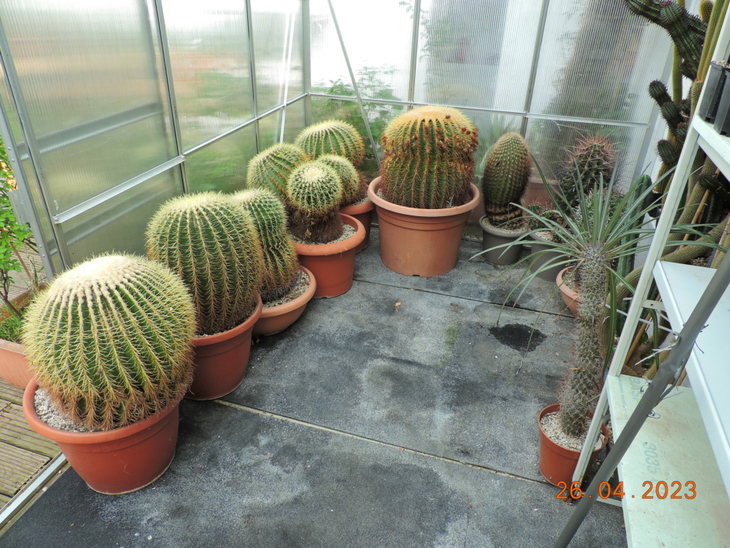 Cacti and Sukkulent in Köln, every day new flowers in the greenhouse Part 286 Bil10412