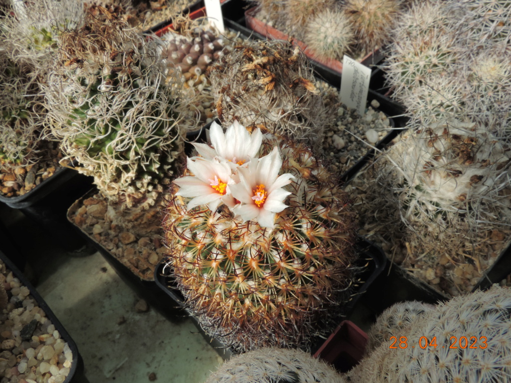 Cacti and Sukkulent in Köln, every day new flowers in the greenhouse Part 286 Bil10415