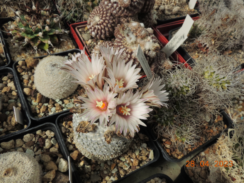 Cacti and Sukkulent in Köln, every day new flowers in the greenhouse Part 286 Bil10416