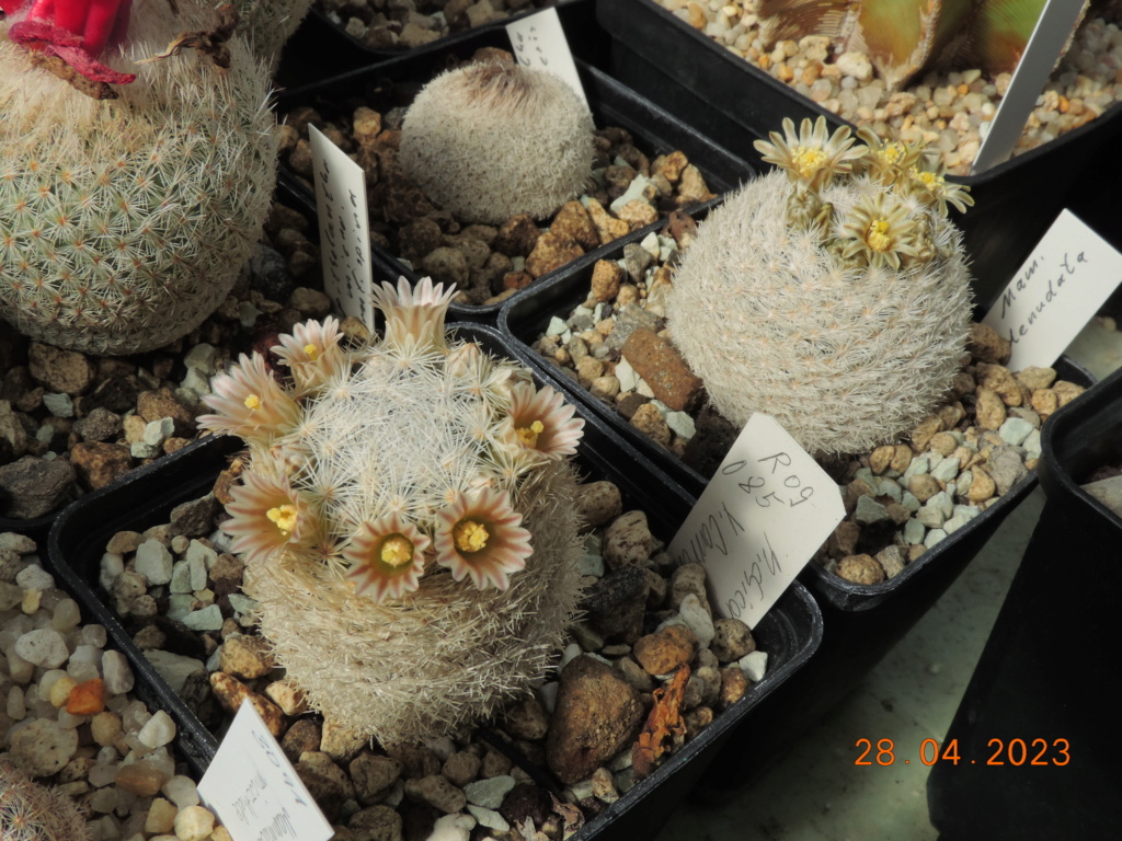 Cacti and Sukkulent in Köln, every day new flowers in the greenhouse Part 286 Bil10418