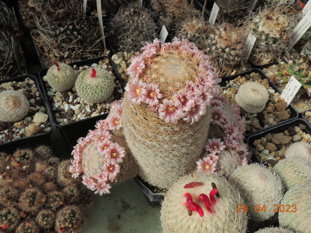 Cacti and Sukkulent in Köln, every day new flowers in the greenhouse Part 286 Bil10419