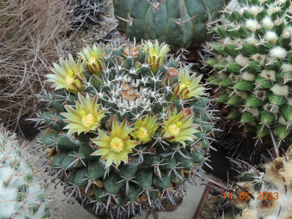 Cacti and Sukkulent in Köln, every day new flowers in the greenhouse Part 287 Bil10430