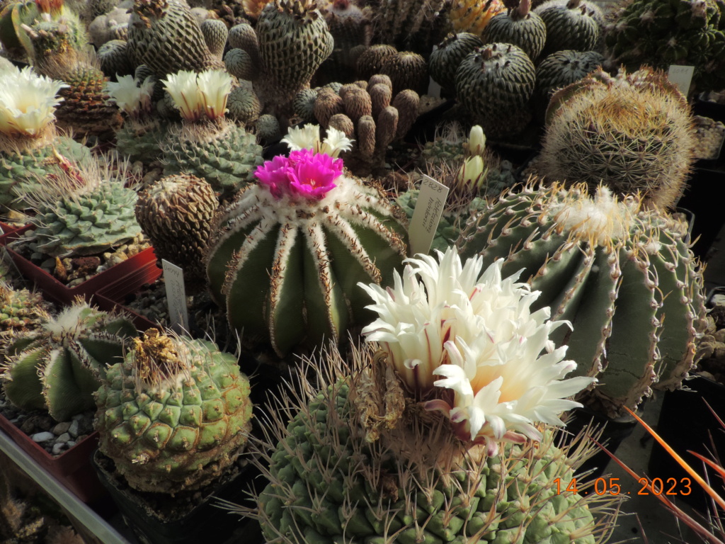 Cacti and Sukkulent in Köln, every day new flowers in the greenhouse Part 287 Bil10433