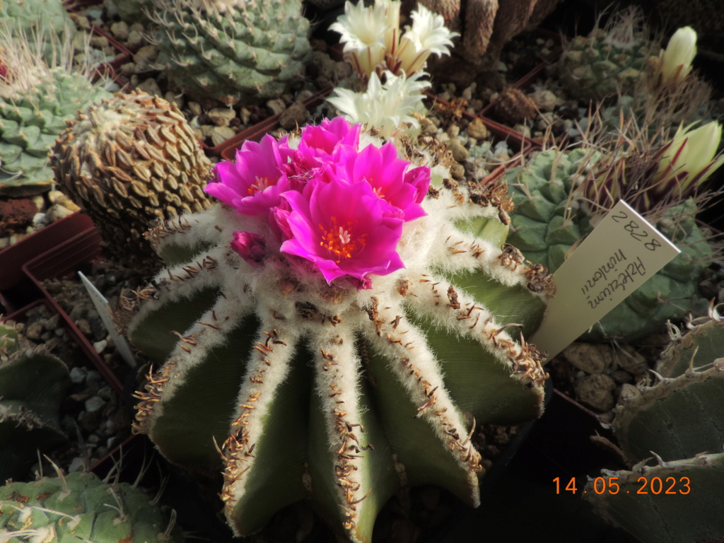 Cacti and Sukkulent in Köln, every day new flowers in the greenhouse Part 287 Bil10434