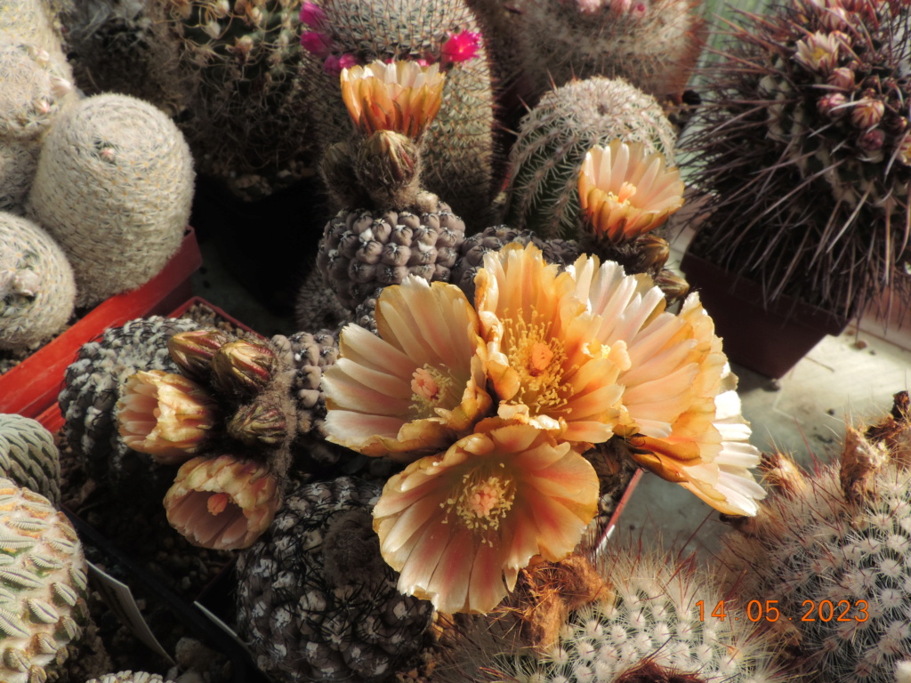 Cacti and Sukkulent in Köln, every day new flowers in the greenhouse Part 287 Bil10435