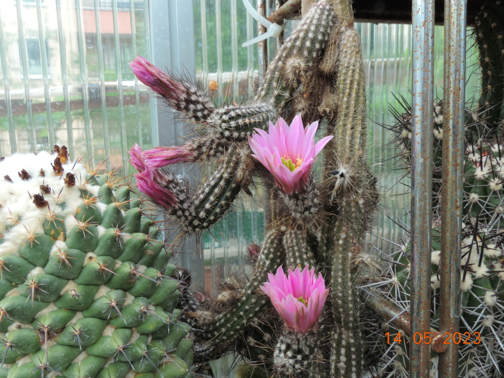 Cacti and Sukkulent in Köln, every day new flowers in the greenhouse Part 287 Bil10440