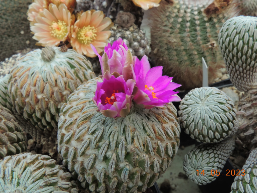 Cacti and Sukkulent in Köln, every day new flowers in the greenhouse Part 287 Bil10442