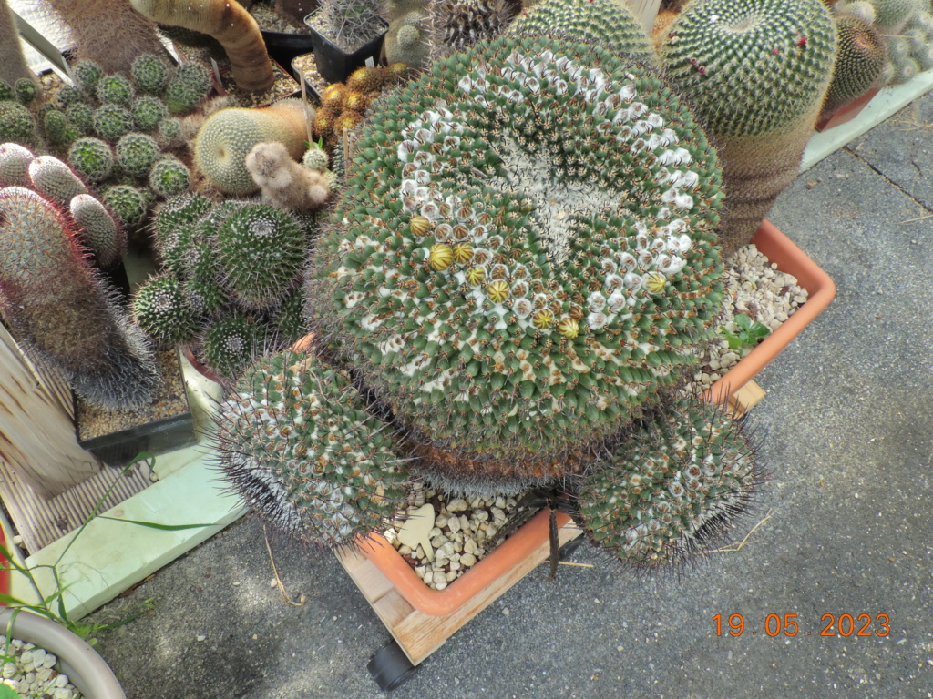 Cacti and Sukkulent in Köln, every day new flowers in the greenhouse Part 287 Bil10457
