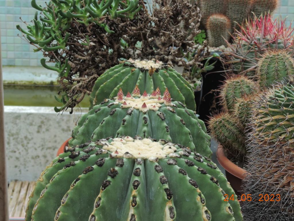 Cacti and Sukkulent in Köln, every day new flowers in the greenhouse Part 287 Bil10458