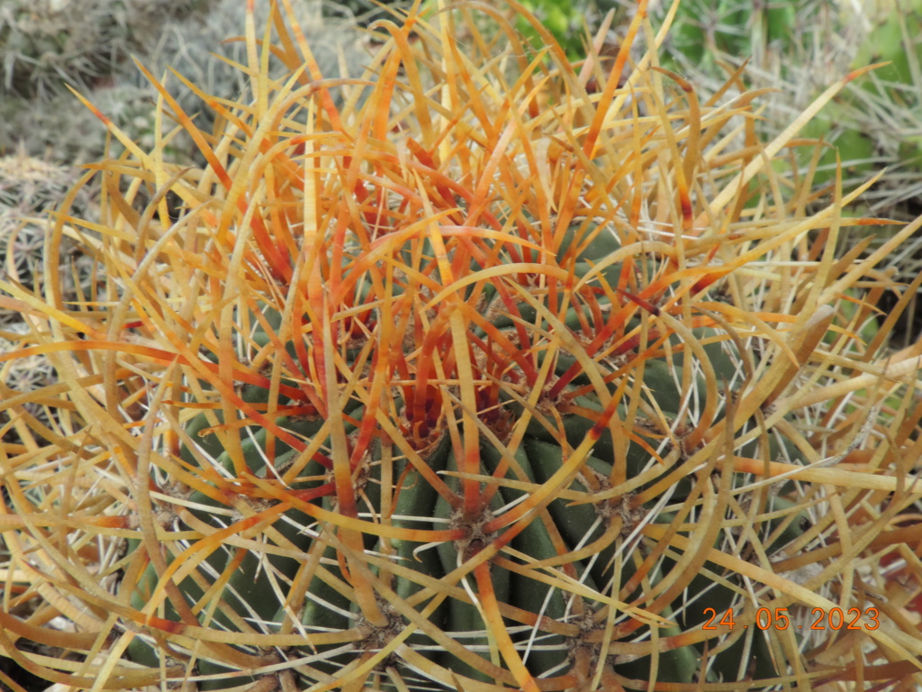 Cacti and Sukkulent in Köln, every day new flowers in the greenhouse Part 287 Bil10460