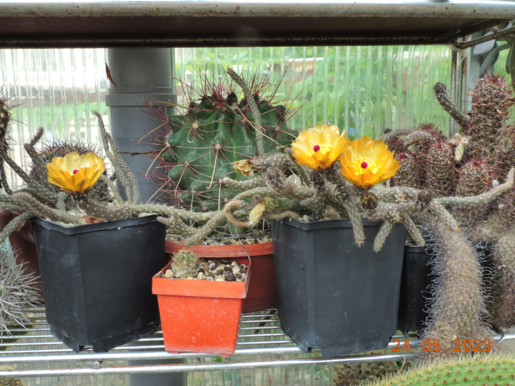 Cacti and Sukkulent in Köln, every day new flowers in the greenhouse Part 287 Bil10463