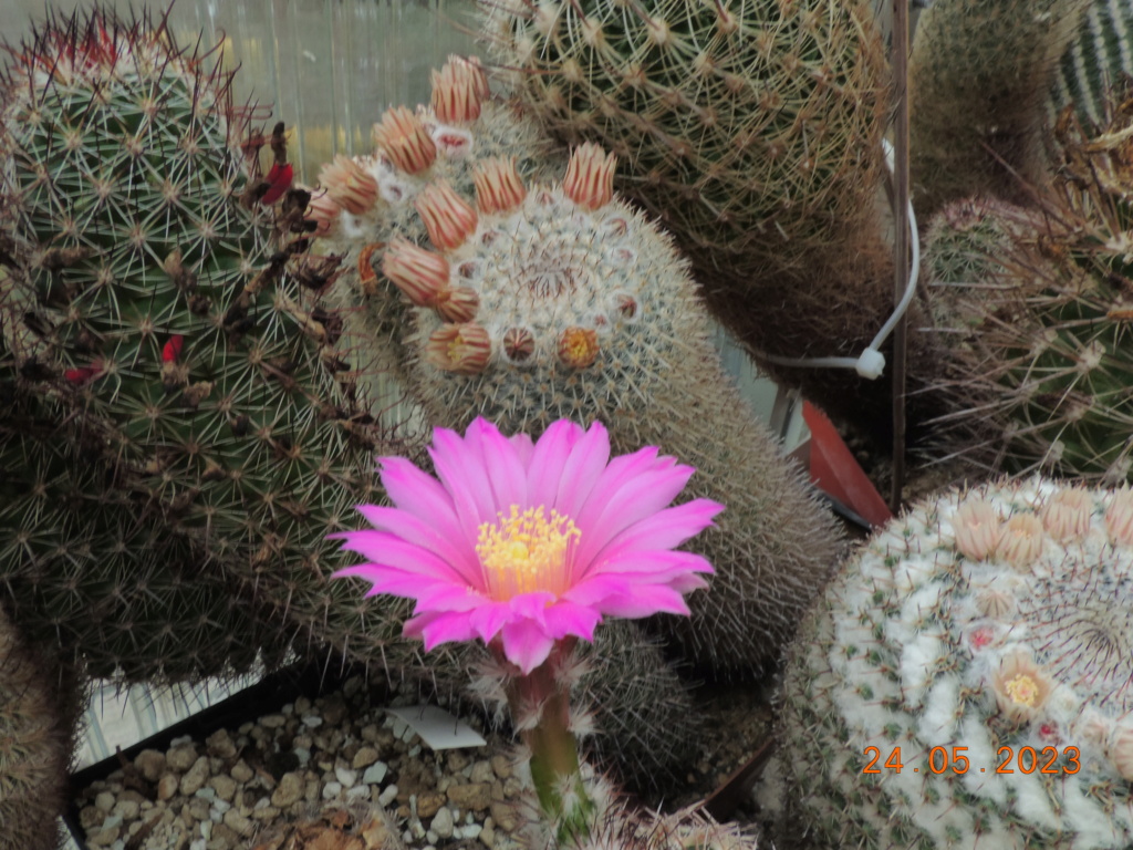 Cacti and Sukkulent in Köln, every day new flowers in the greenhouse Part 287 Bil10466