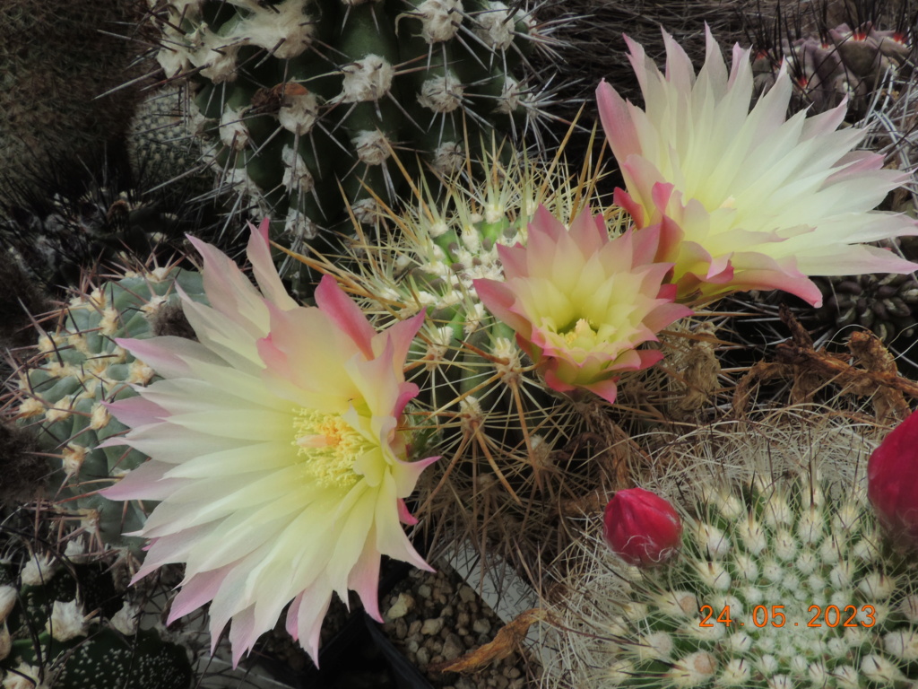 Cacti and Sukkulent in Köln, every day new flowers in the greenhouse Part 287 Bil10468