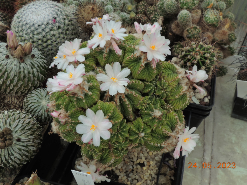 Cacti and Sukkulent in Köln, every day new flowers in the greenhouse Part 287 Bil10473