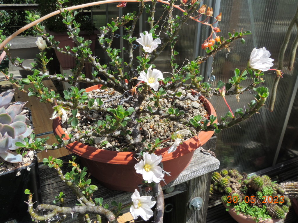 Cacti and Sukkulent in Köln, every day new flowers in the greenhouse Part 287 Bil10475