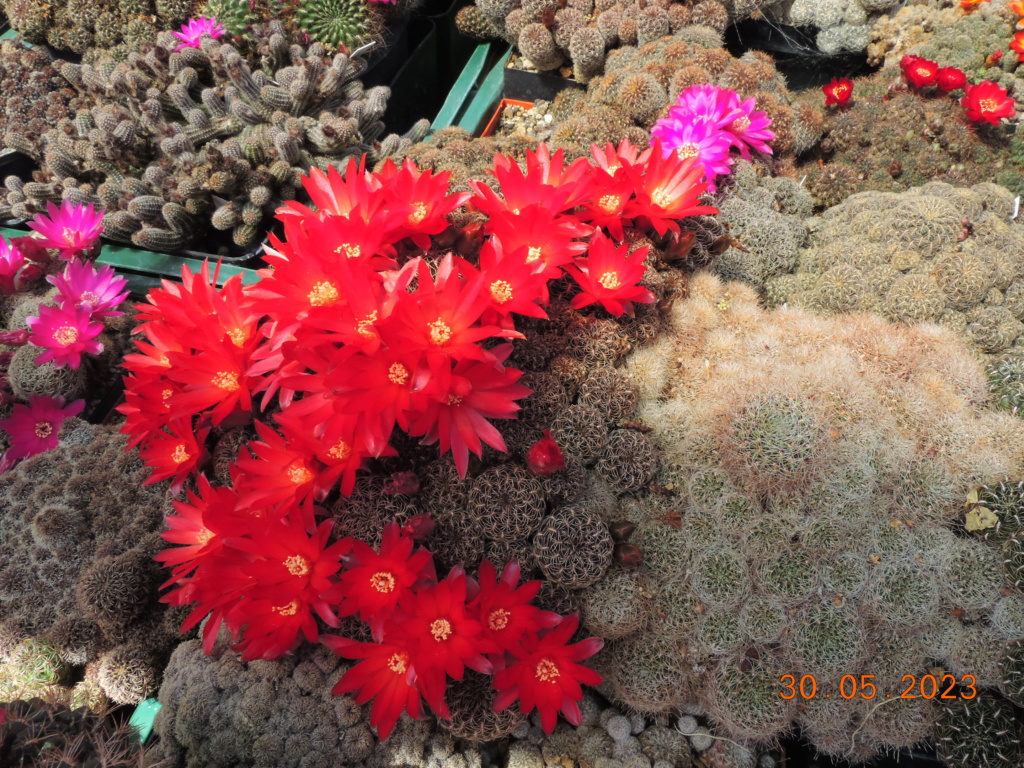 Cacti and Sukkulent in Köln, every day new flowers in the greenhouse Part 287 Bil10485