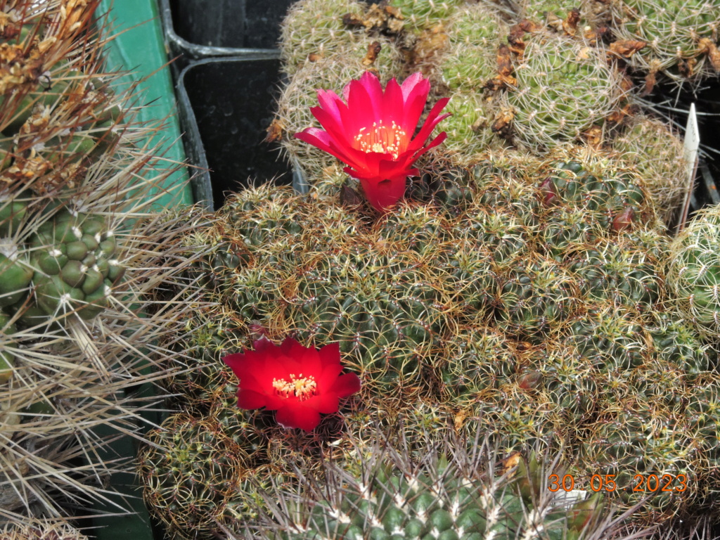 Cacti and Sukkulent in Köln, every day new flowers in the greenhouse Part 287 Bil10490
