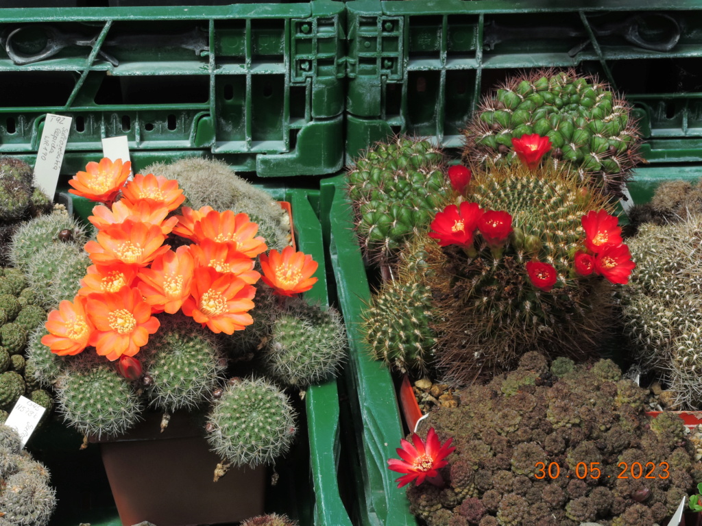 Cacti and Sukkulent in Köln, every day new flowers in the greenhouse Part 287 Bil10492