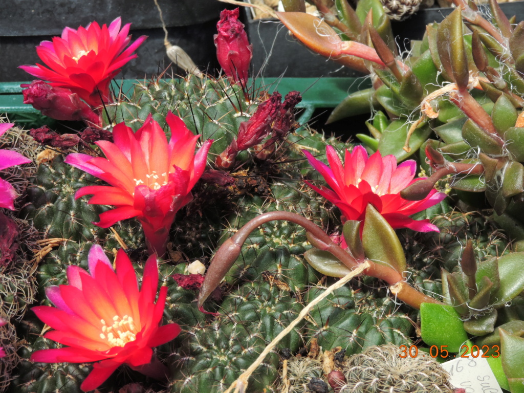 Cacti and Sukkulent in Köln, every day new flowers in the greenhouse Part 287 Bil10495