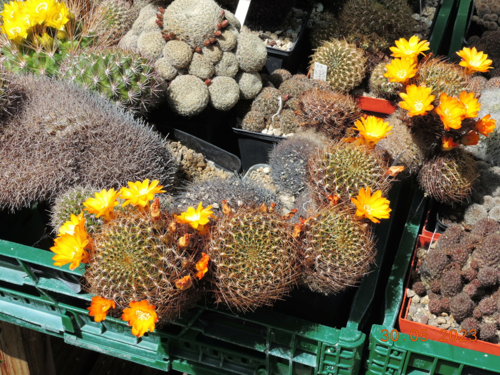 Cacti and Sukkulent in Köln, every day new flowers in the greenhouse Part 287 Bil10497