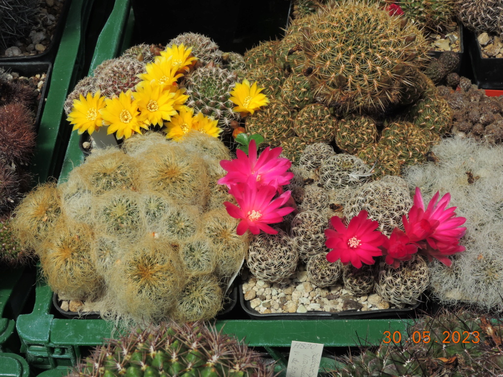 Cacti and Sukkulent in Köln, every day new flowers in the greenhouse Part 287 Bil10499