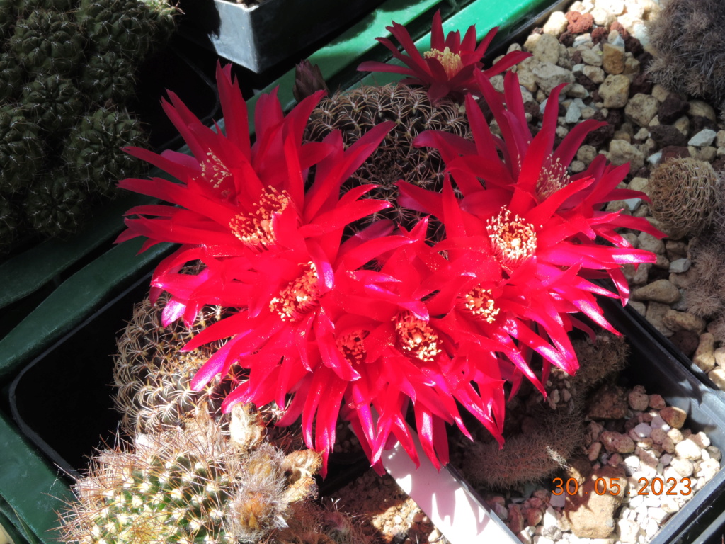 Cacti and Sukkulent in Köln, every day new flowers in the greenhouse Part 287 Bil10503