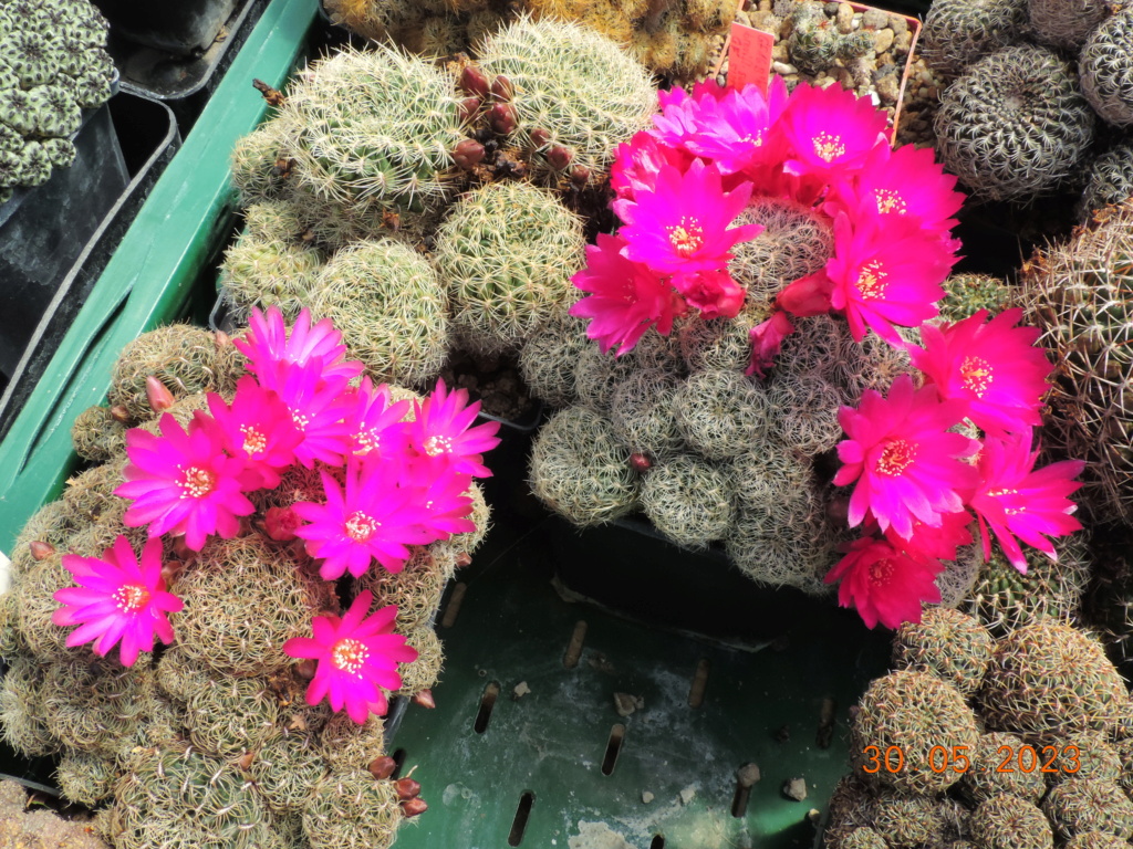 Cacti and Sukkulent in Köln, every day new flowers in the greenhouse Part 287 Bil10505
