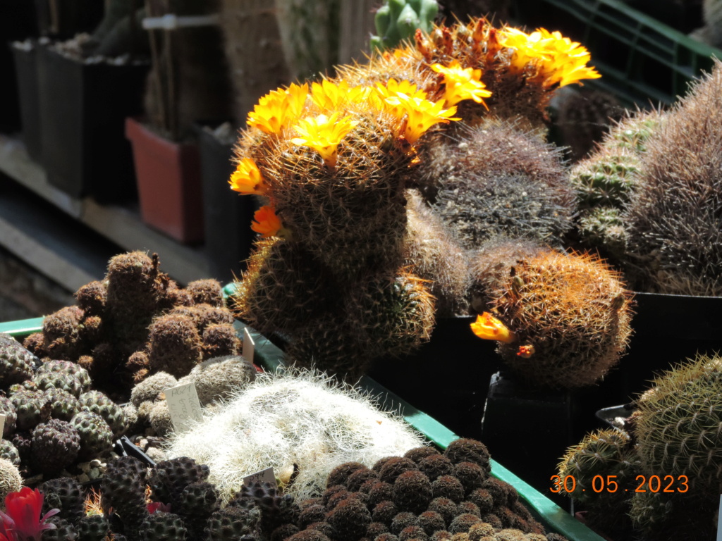 Cacti and Sukkulent in Köln, every day new flowers in the greenhouse Part 287 Bil10516