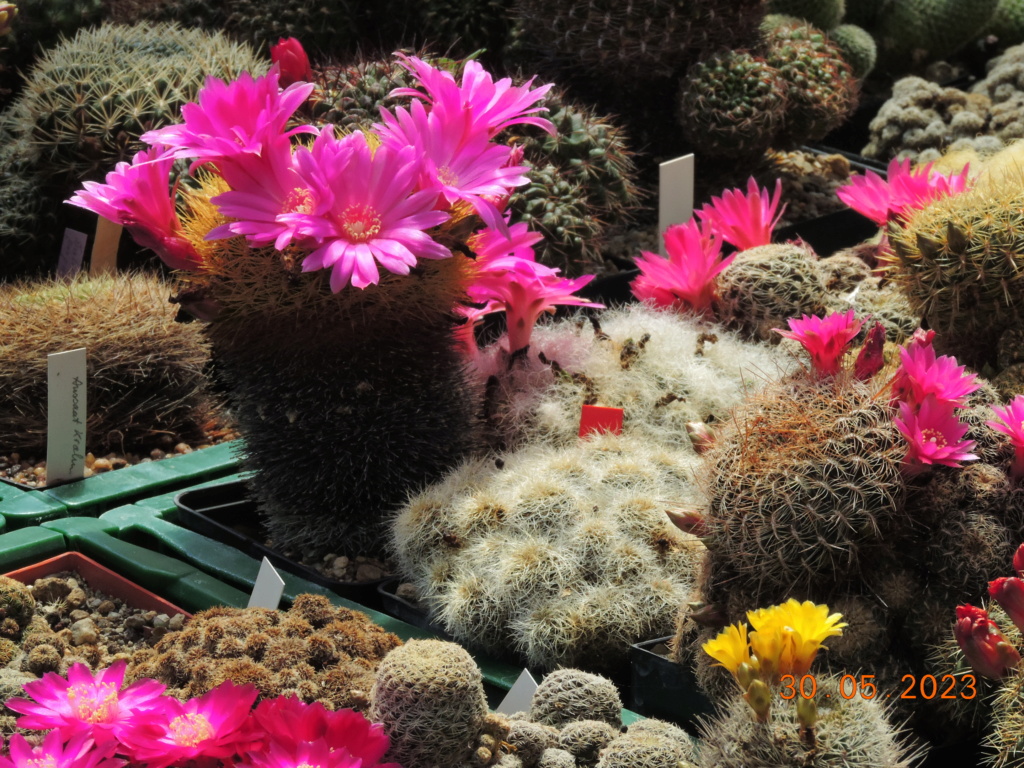 Cacti and Sukkulent in Köln, every day new flowers in the greenhouse Part 287 Bil10517