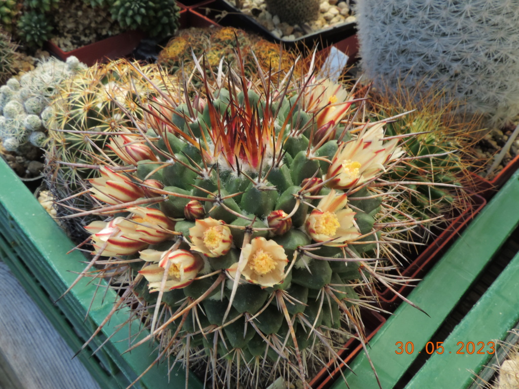 Cacti and Sukkulent in Köln, every day new flowers in the greenhouse Part 287 Bil10526